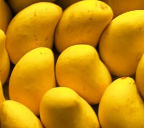 pakistani-mangoesge-opti